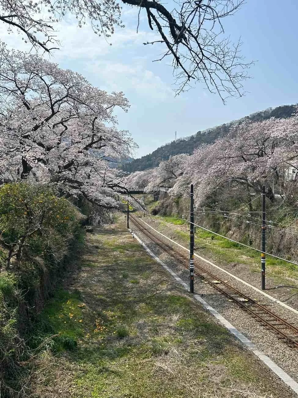 さくらのトンネル！