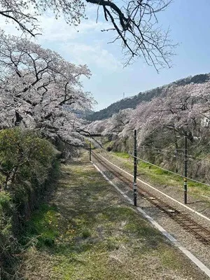 さくらのトンネル!